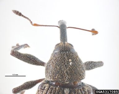 strawberry blossom weevil, Anthonomus bisignifer  (Coleoptera: Curculionidae) - 5317085