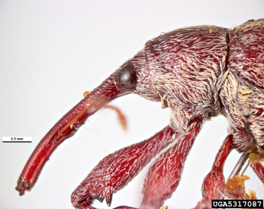 boll weevil, Anthonomus grandis  (Coleoptera: Curculionidae) - 5317087