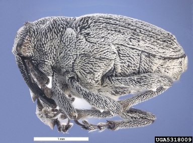 rape stem weevil, Ceutorhynchus napi  (Coleoptera: Curculionidae) - 5318009