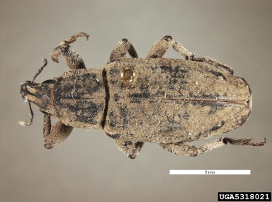 sugar beet curculio, Asproparthenis punctiventris  (Coleoptera: Curculionidae) - 5318021