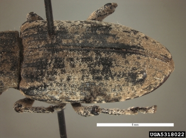 sugar beet curculio, Asproparthenis punctiventris  (Coleoptera: Curculionidae) - 5318022