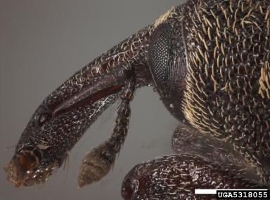 large brown trunk beetle, Hylobius abietis  (Coleoptera: Curculionidae) - 5318055