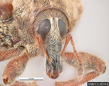 Egyptian alfalfa weevil, Hypera brunnipennis  (Coleoptera: Curculionidae) - 5318064