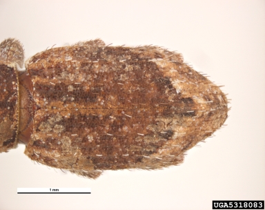 compressed weevil, Irenimus compressus  (Coleoptera: Curculionidae) - 5318083