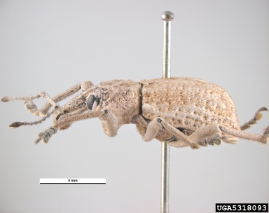 fruit-tree root weevil, Leptopius robustus  (Coleoptera: Curculionidae) - 5318093
