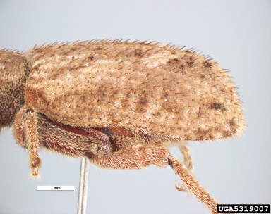 vegetable weevil, Listroderes difficilis  (Coleoptera: Curculionidae) - 5319007