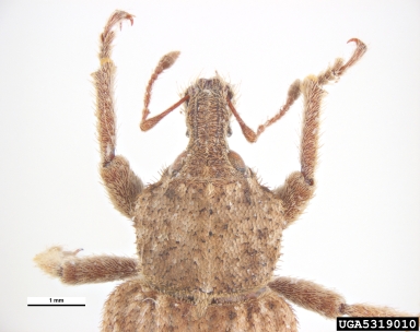 vegetable weevil, Listroderes difficilis  (Coleoptera: Curculionidae) - 5319010