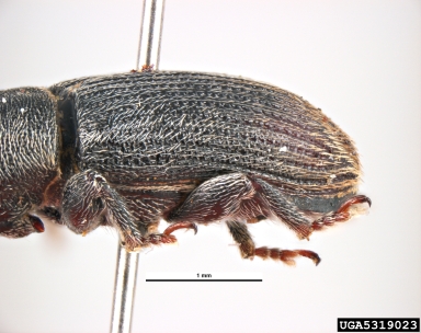 stem miner weevil, Mecinus pyraster  (Coleoptera: Curculionidae) - 5319023