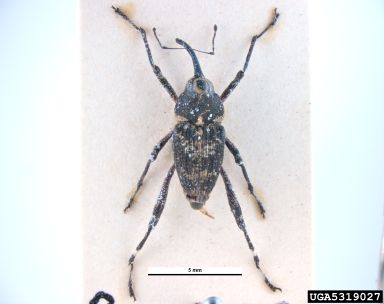 Mecopus weevil, Mecopus tipularis  (Coleoptera: Curculionidae) - 5319027