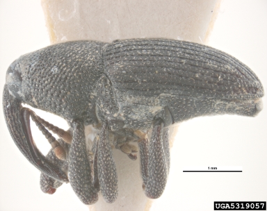 orchid weevil, Orchidophilus aterrimus  (Coleoptera: Curculionidae) - 5319057