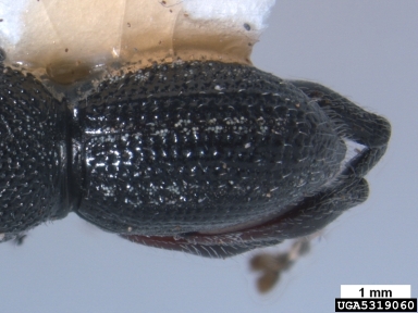 Oribius weevil, Oribius destructor  (Coleoptera: Curculionidae) - 5319060