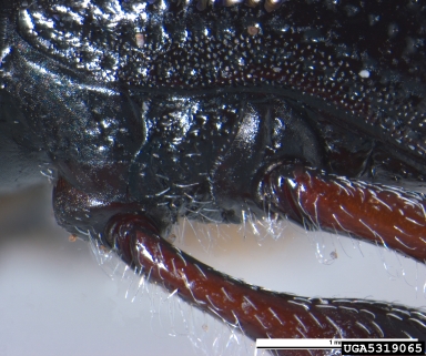 Oribius weevil, Oribius destructor  (Coleoptera: Curculionidae) - 5319065