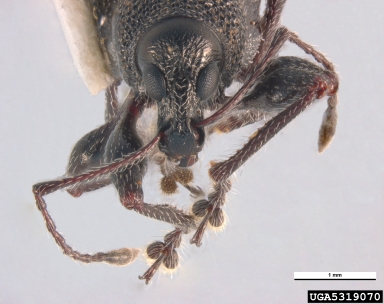 Oribius weevil, Oribius inimicus  (Coleoptera: Curculionidae) - 5319070