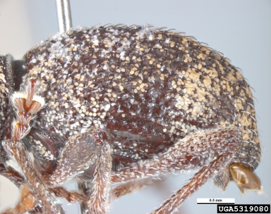 Oribius weevil, Oribius tessellatus  (Coleoptera: Curculionidae) - 5319080
