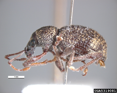Oribius weevil, Oribius tessellatus  (Coleoptera: Curculionidae) - 5319081