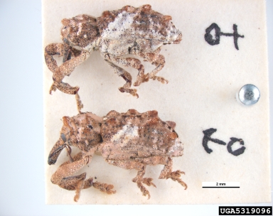 immigrant acacia weevil, Orthorhinus klugii  (Coleoptera: Curculionidae) - 5319096