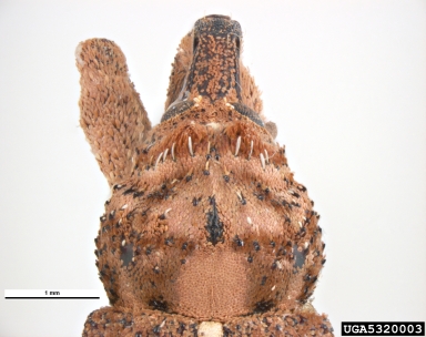 immigrant acacia weevil, Orthorhinus klugii  (Coleoptera: Curculionidae) - 5320003