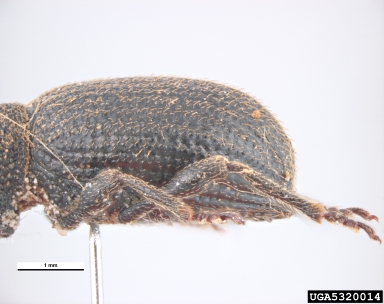 rough strawberry root weevil, Otiorhynchus rugosostriatus  (Coleoptera: Curculionidae) - 5320014