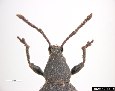 rough strawberry root weevil, Otiorhynchus rugosostriatus  (Coleoptera: Curculionidae) - 5320017