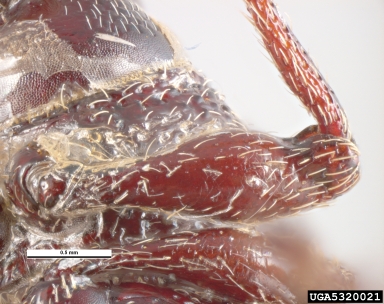 cribrate weevil, Otiorhynchus cribricollis  (Coleoptera: Curculionidae) - 5320021
