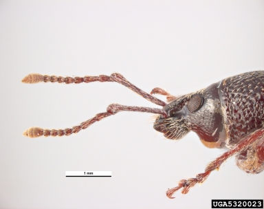 cribrate weevil, Otiorhynchus cribricollis  (Coleoptera: Curculionidae) - 5320023