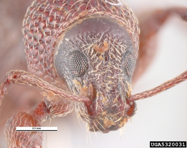 strawberry root weevil, Otiorhynchus ovatus  (Coleoptera: Curculionidae) - 5320031