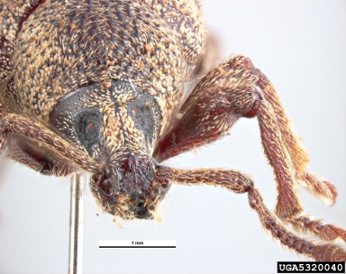 strawberry root weevil, Otiorhynchus rugifrons  (Coleoptera: Curculionidae) - 5320040