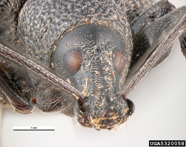 vine weevil, Otiorhynchus armadillo  (Coleoptera: Curculionidae) - 5320058