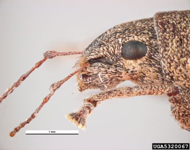 Fuller rose weevil, Pantomorus cervinus  (Coleoptera: Curculionidae) - 5320067