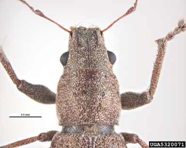 Fuller rose weevil, Pantomorus cervinus  (Coleoptera: Curculionidae) - 5320071