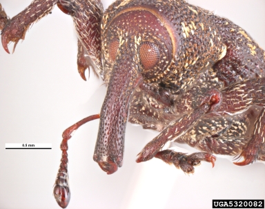 Pissodes weevil, Pissodes scabricollis  (Coleoptera: Curculionidae) - 5320082