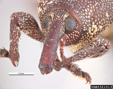 Pissodes weevil, Pissodes piniphilus  (Coleoptera: Curculionidae) - 5321013