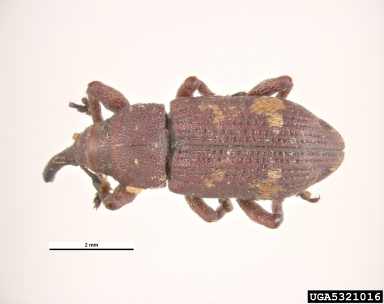 pine cone weevil, Pissodes validirostris  (Coleoptera: Curculionidae) - 5321016