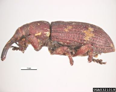 pine cone weevil, Pissodes validirostris  (Coleoptera: Curculionidae) - 5321019