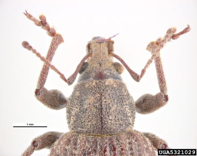 garden weevil, Phlyctinus callosus  (Coleoptera: Curculionidae) - 5321029