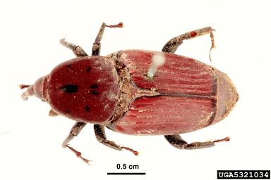 red palm weevil, Rhynchophorus ferrugineus  (Coleoptera: Curculionidae) - 5321034