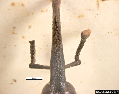 American palm weevil, Rhynchophorus palmarum  (Coleoptera: Curculionidae) - 5321037