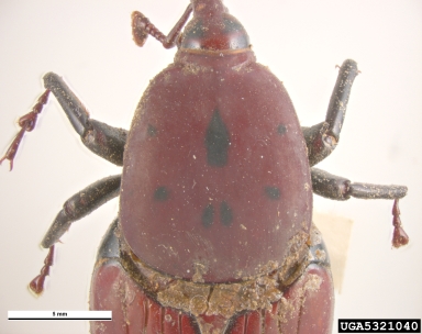 red palm weevil, Rhynchophorus ferrugineus  (Coleoptera: Curculionidae) - 5321040