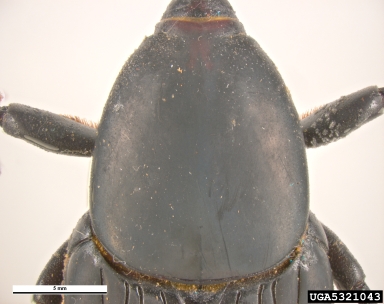 black palm weevil, Rhynchophorus bilineatus  (Coleoptera: Curculionidae) - 5321043