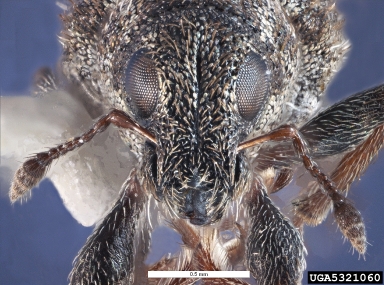 clover root curculio, Sitona hispidulus  (Coleoptera: Curculionidae) - 5321060