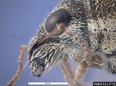 sweetclover weevil, Sitona cylindricollis  (Coleoptera: Curculionidae) - 5321074