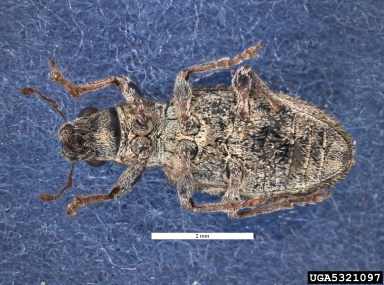 pea leaf weevil, Sitona lineatus  (Coleoptera: Curculionidae) - 5321097