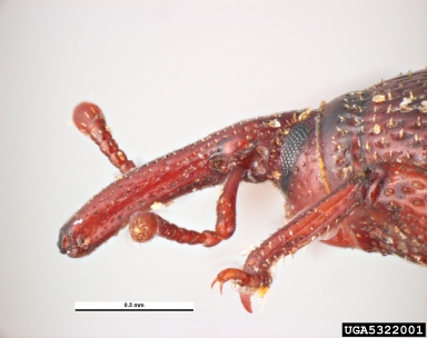 granary weevil, Sitophilus granarius  (Coleoptera: Curculionidae) - 5322001