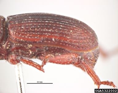 granary weevil, Sitophilus granarius  (Coleoptera: Curculionidae) - 5322002