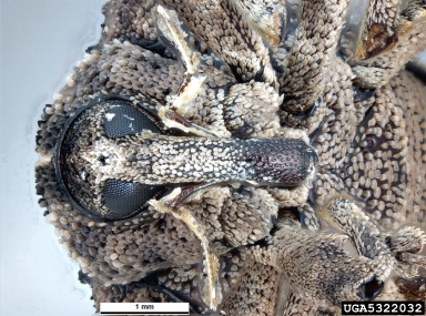 mango seed weevil, Sternochetus mangiferae  (Coleoptera: Curculionidae) - 5322032