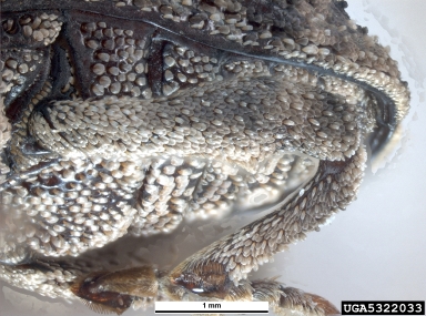 mango seed weevil, Sternochetus mangiferae  (Coleoptera: Curculionidae) - 5322033