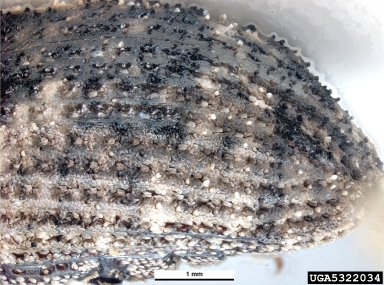 mango seed weevil, Sternochetus mangiferae  (Coleoptera: Curculionidae) - 5322034