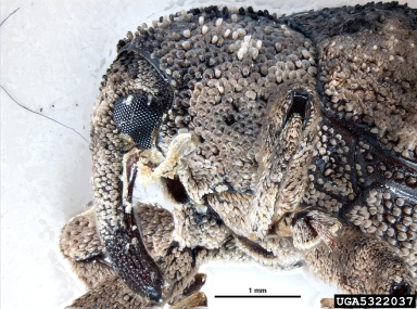 mango seed weevil, Sternochetus mangiferae  (Coleoptera: Curculionidae) - 5322037