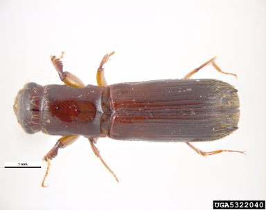 New Zealand pinhole borer, Platypus apicalis  (Coleoptera: Curculionidae) - 5322040