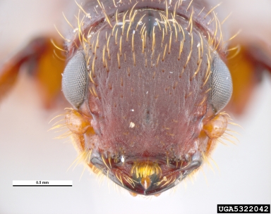 New Zealand pinhole borer, Platypus apicalis  (Coleoptera: Curculionidae) - 5322042